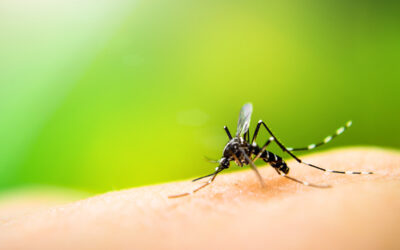 Symptoms of Malaria