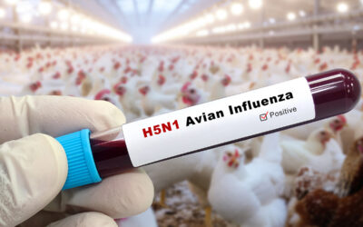 Bird Flu Symptoms