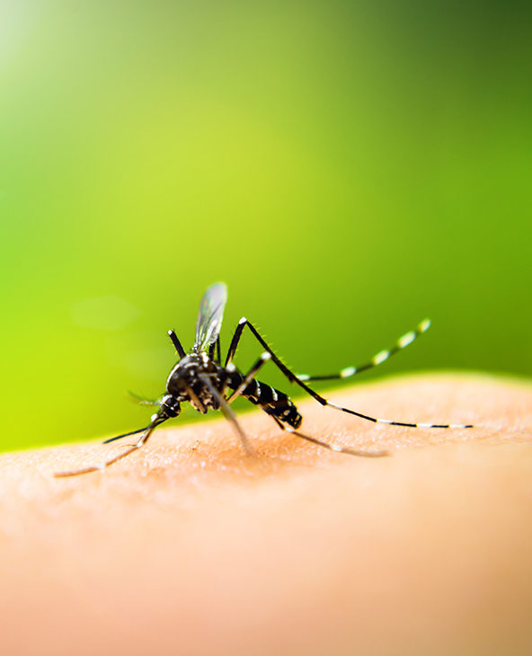 Dengue Treatment in Dehradun