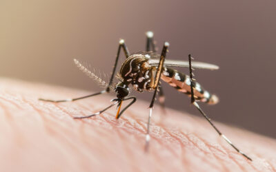 Chikungunya Symptoms