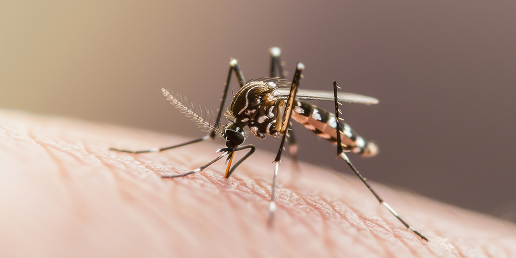 Chikungunya: Symptoms, Treatment, and When to Seek Medical Care
