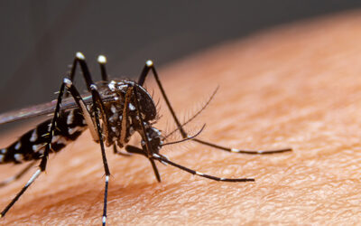 Dengue Diet Foods