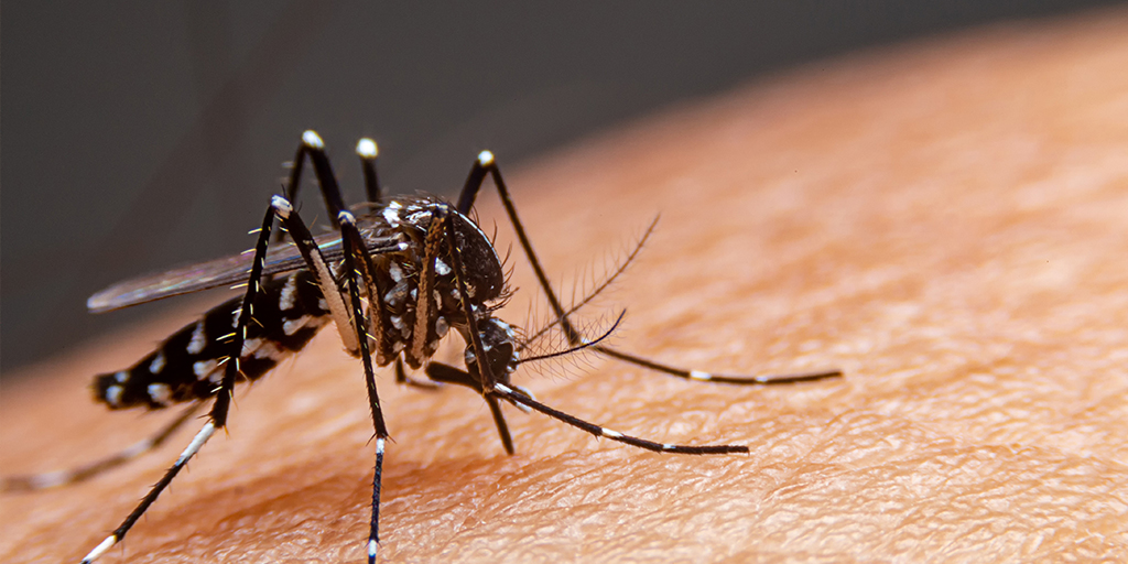 Dengue Diet Foods