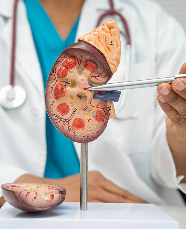 Loss of Kidney Function Treatment in Dehradun